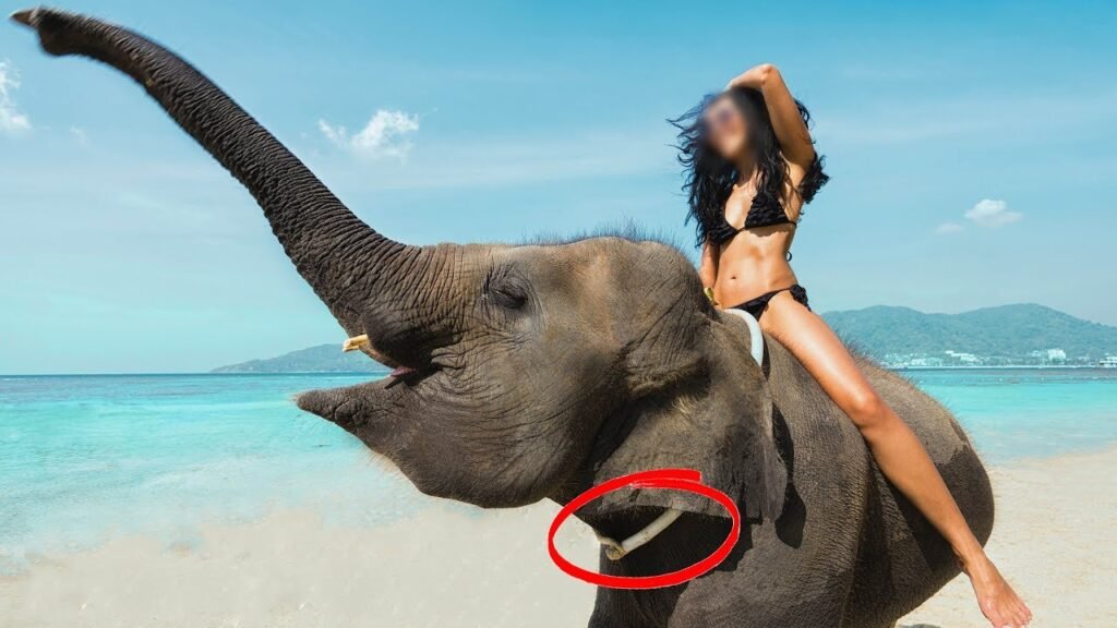 Black Tusk | The Ugly Truth of Elephant Riding