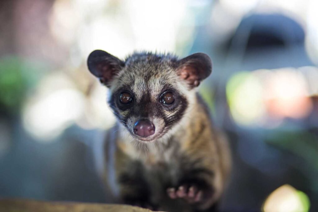 Celebrating the World’s First World Civet Day: Shining a Light on the Plight of Civet Coffee Production